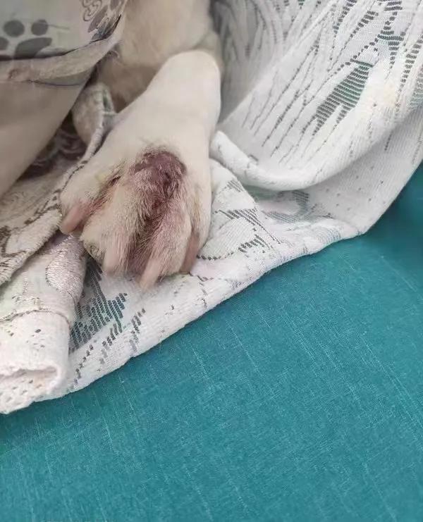 狗狗皮肤病红肿瘙痒怎么止痒,狗狗皮肤瘙痒能用红霉素软膏吗