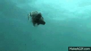 女子煮墨鱼没放墨汁似熬沥青,女子首次煮墨鱼没倒墨汁似熬沥青