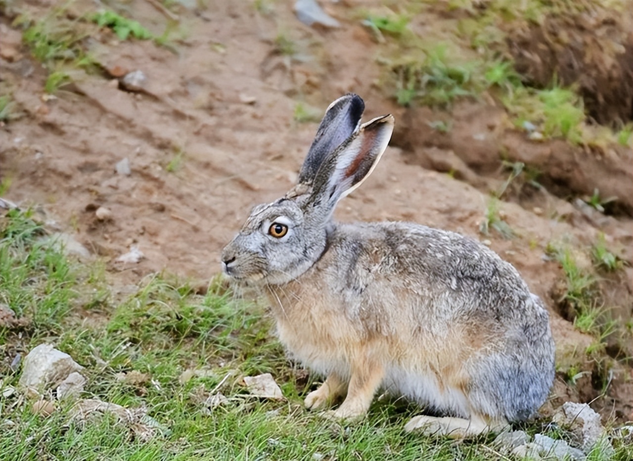 澳大利亚野兔泛滥成灾体重近百斤,澳大利亚野兔成灾野兔上百斤