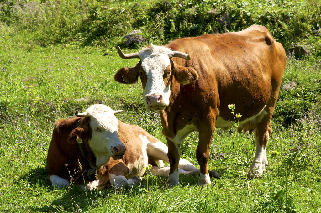 牛摔了一跤能不能缓过来,牛肋骨骨折有什么症状