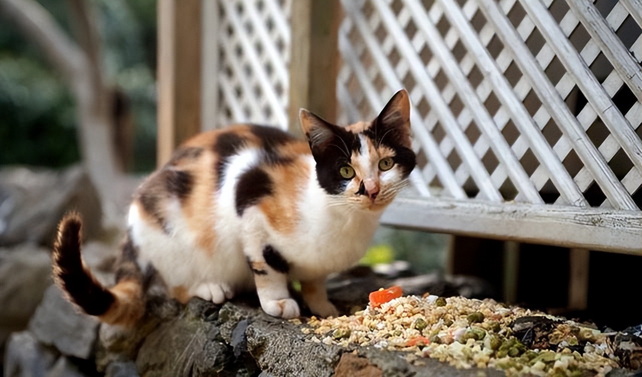 一只猫可以“旺家”的6个特质,有一个就很了不起!