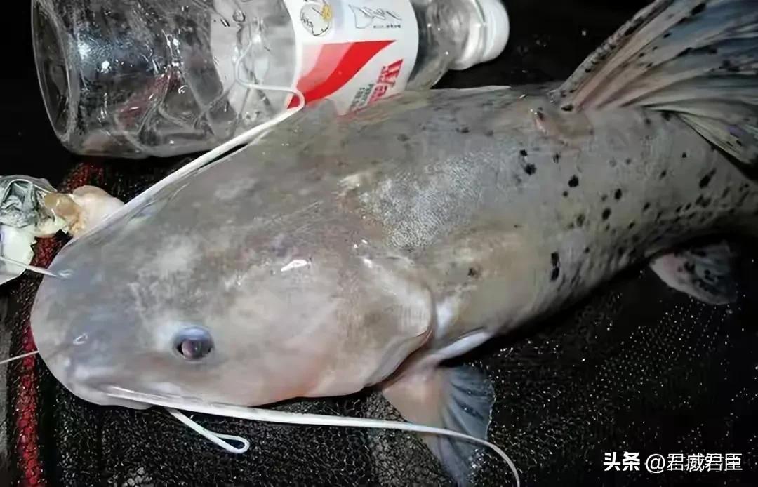 钓鱼趣事最新视频,钓鱼趣事大全图解