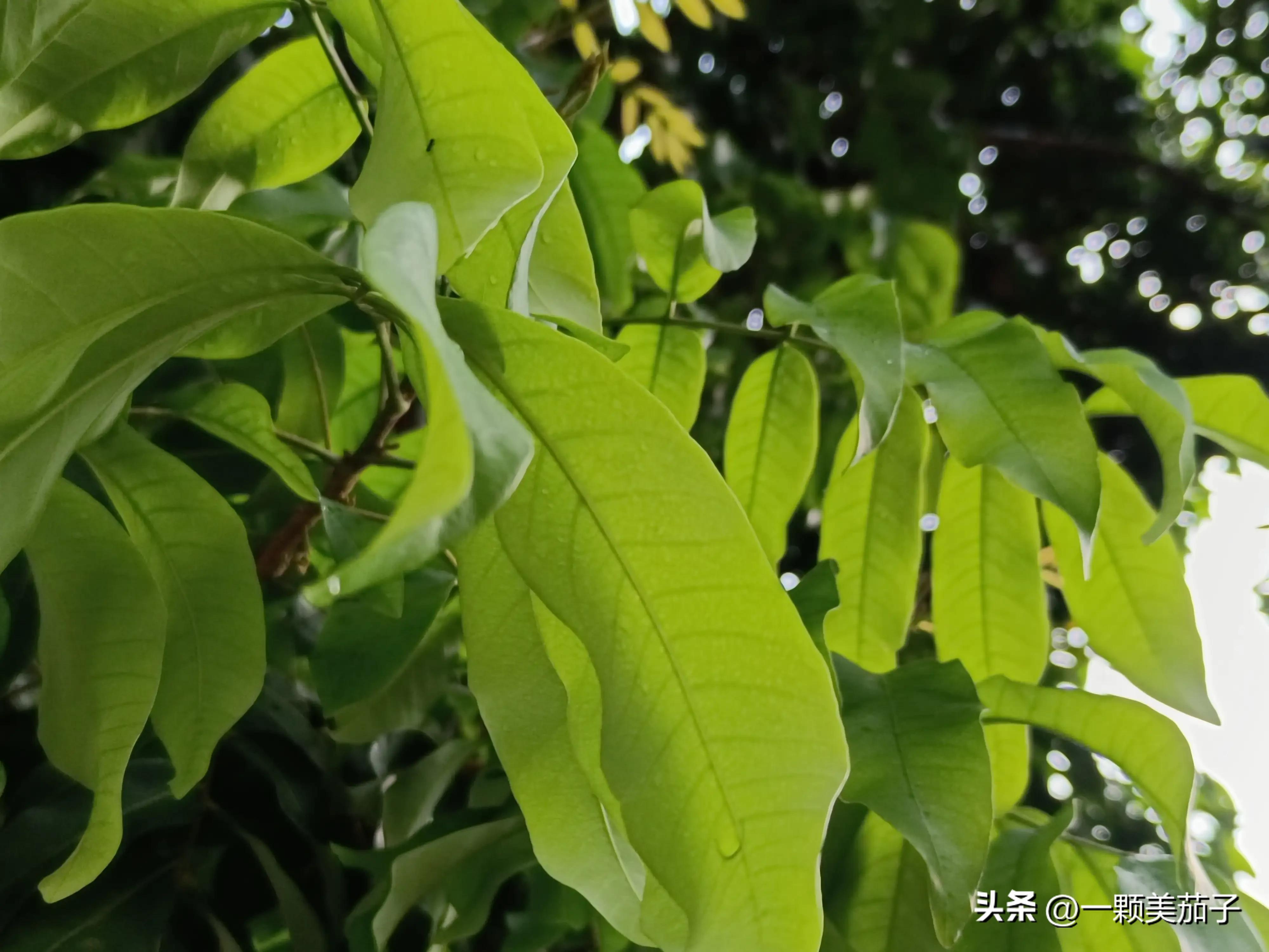 企鹅百家今日头条收益哪个高,头条百家都有收益了吗