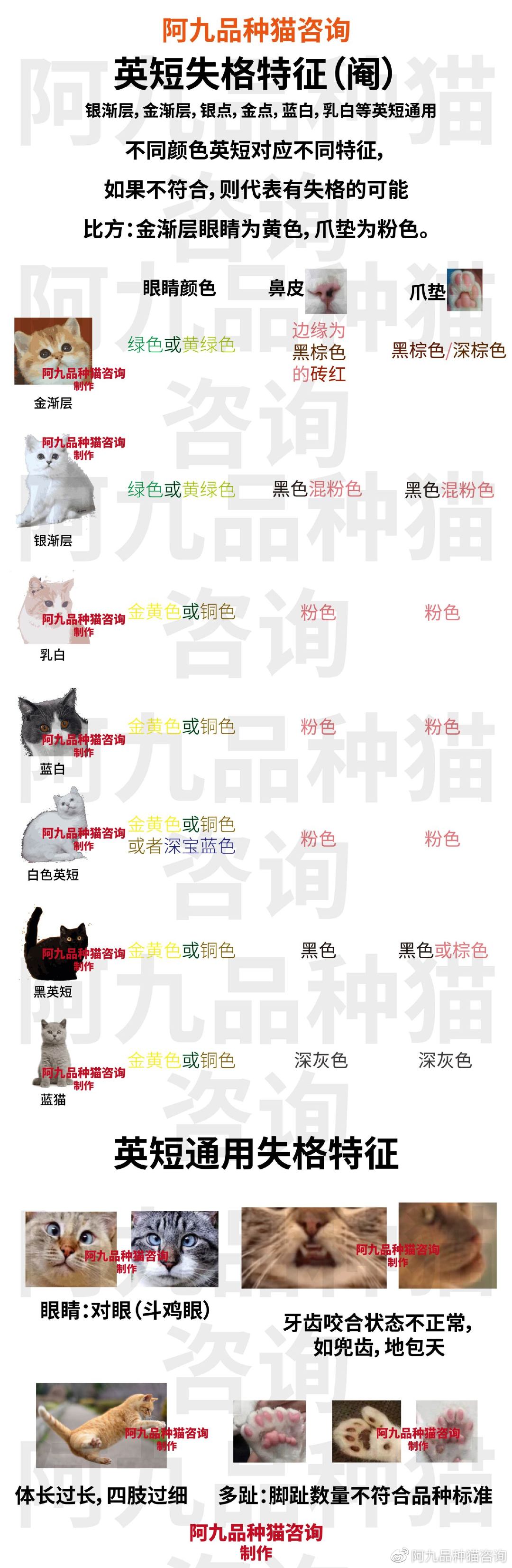 长毛银渐层幼崽的鼻头是黑的,银渐层幼崽眼睛是蓝色