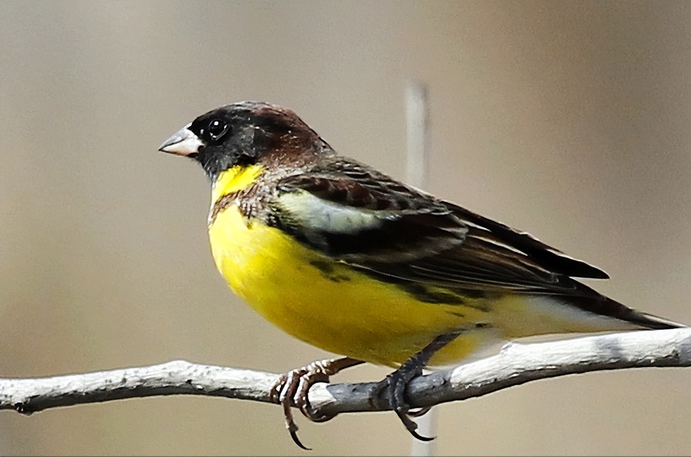 鸟儿大全高清图,高清珍稀鸟动态图片大全