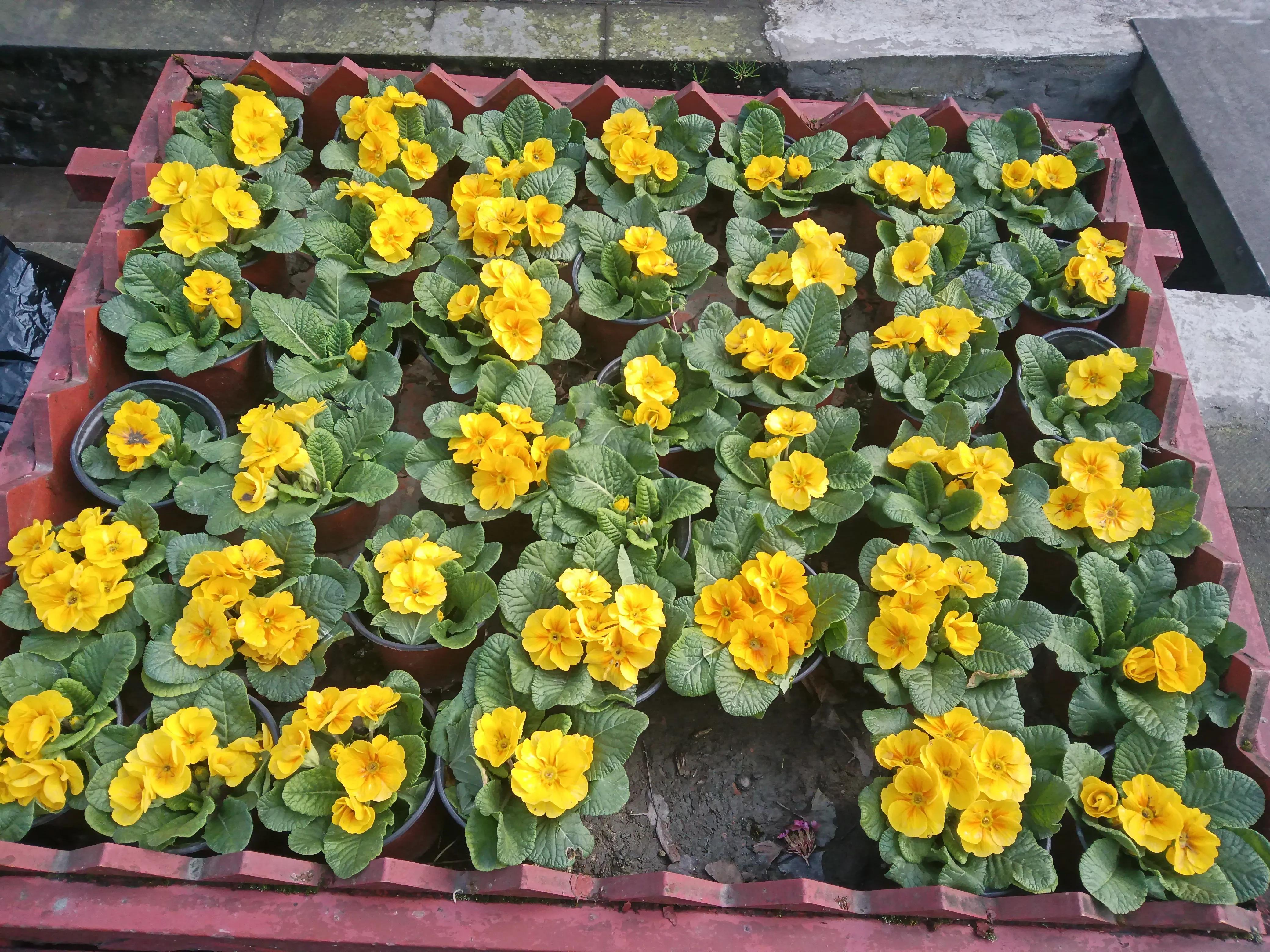 泰安古镇到青城后山,青城后山景区导览图