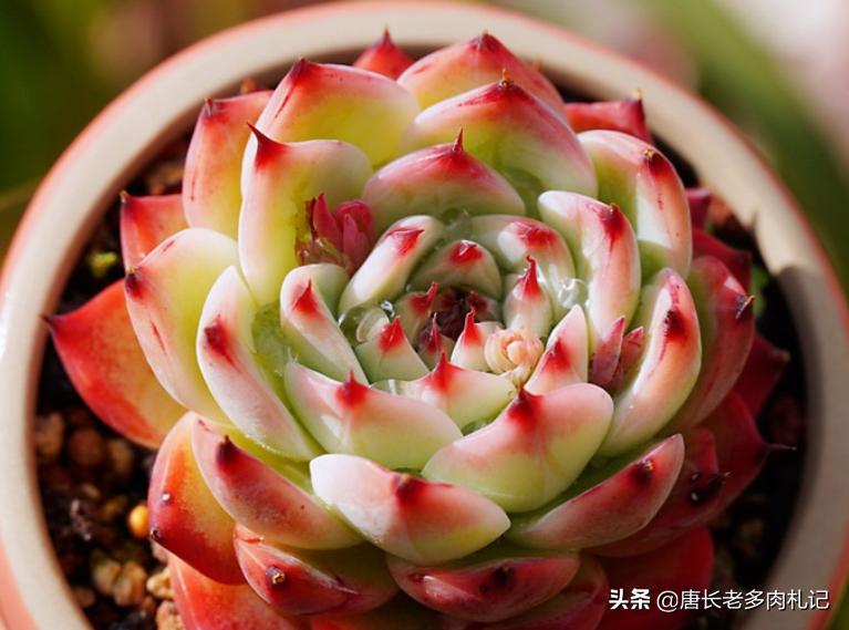 多肉苯巴蒂斯和吉娃娃哪个更好看,静夜多肉和苯巴蒂斯多肉的区别