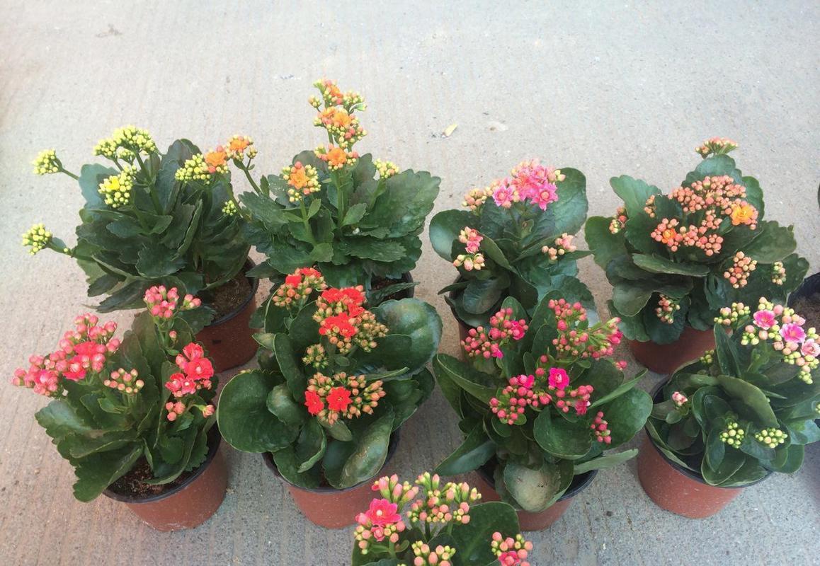 家庭15种花适合室内养的花,懒人室内种花养什么花好看