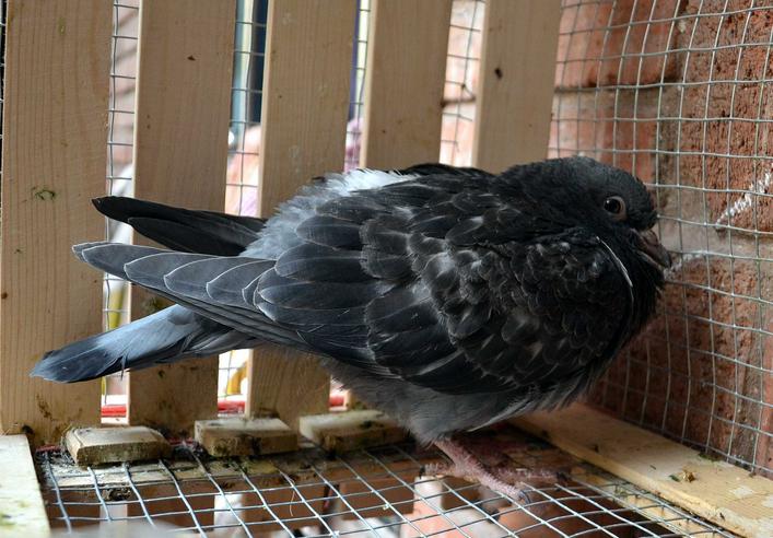 鸽子发出呼噜呼噜声,鸽子呼噜是什么病