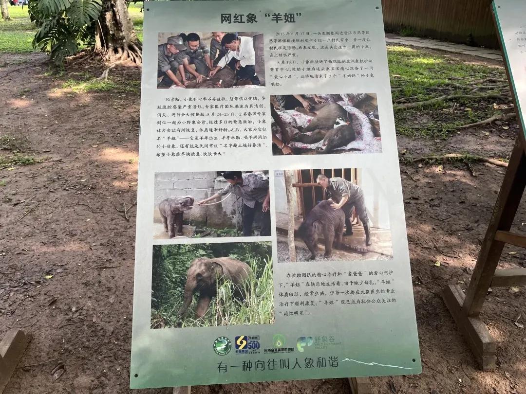 野象谷：给大象拴铁链子，好比人类遛狗的时候拴狗绳