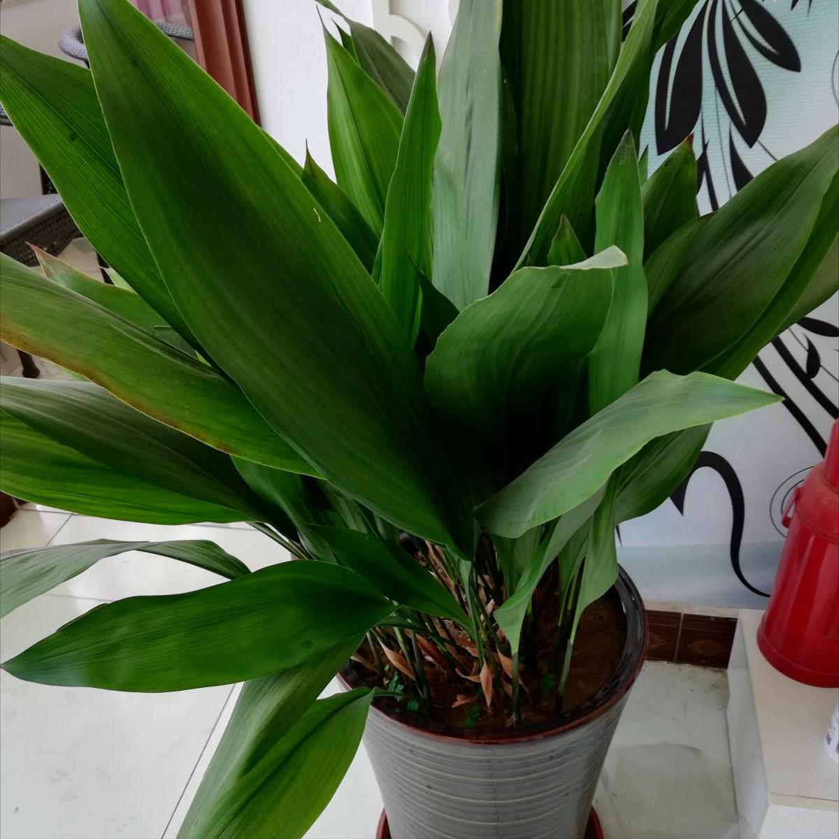 卫生间香花草,卫生间除臭植物花