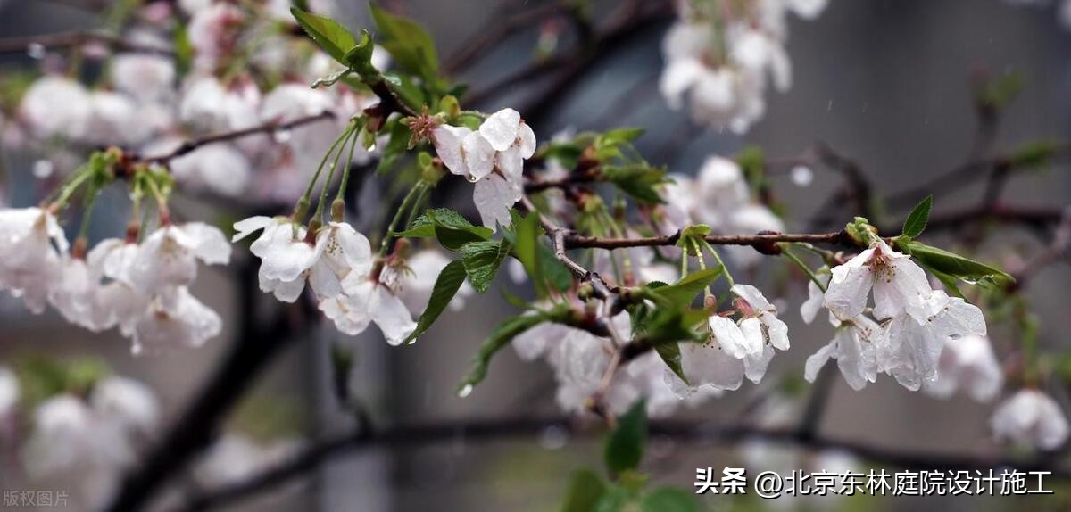 雨天怎么给植物光照,下雨天如何帮植物挡雨