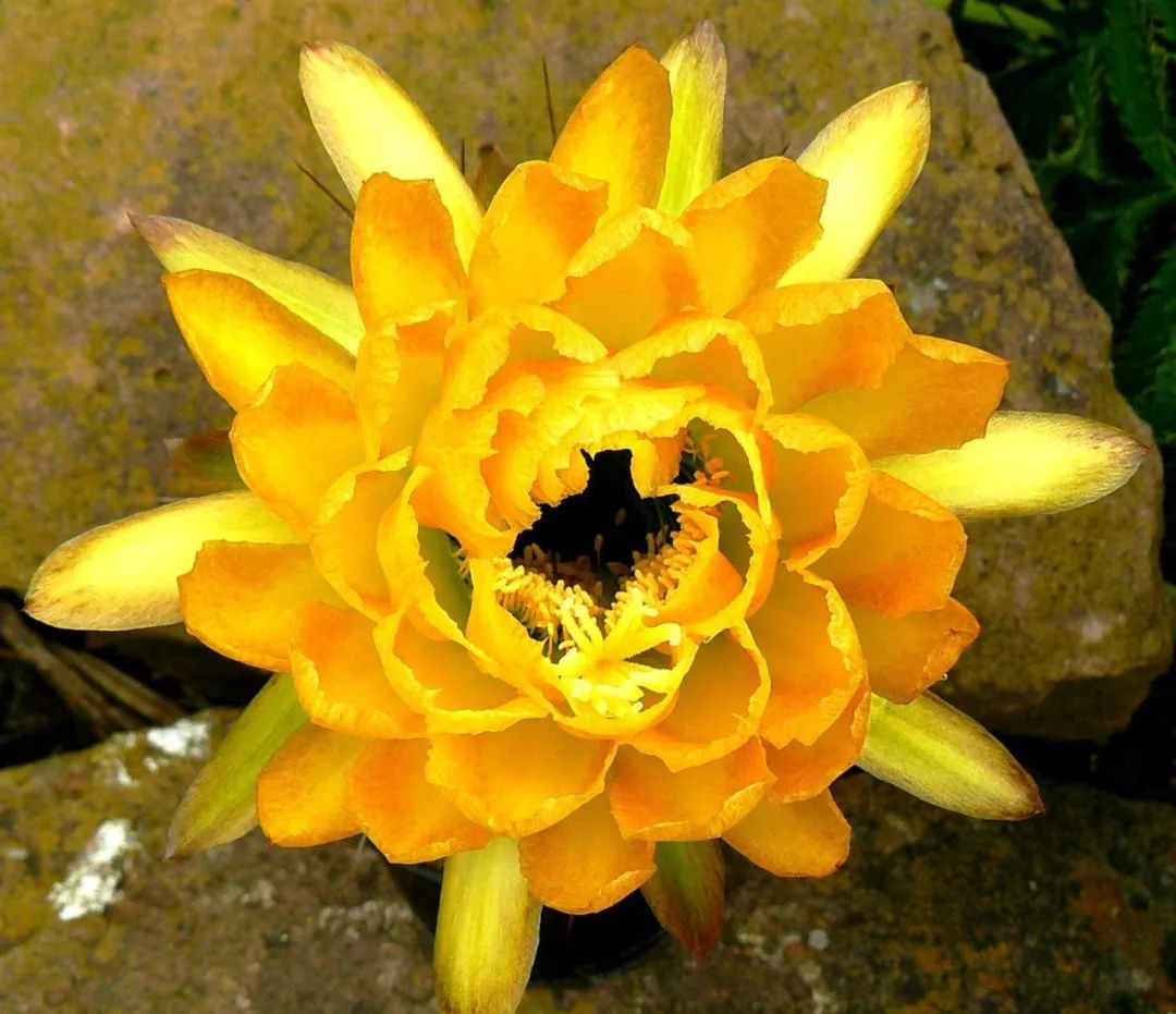 200种·仙人球开花图鉴，大开眼界，美到爆