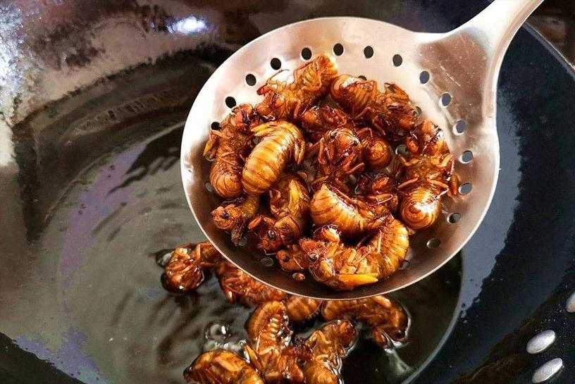 在美国知了猴泛滥,中国人在美国吃知了猴