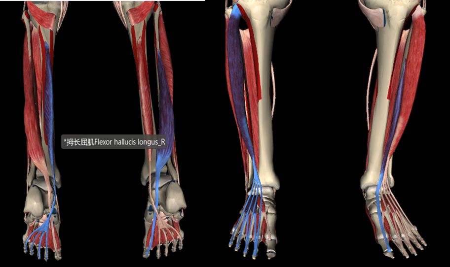 导致步态异常的常见原因,常见异常步态模式评定