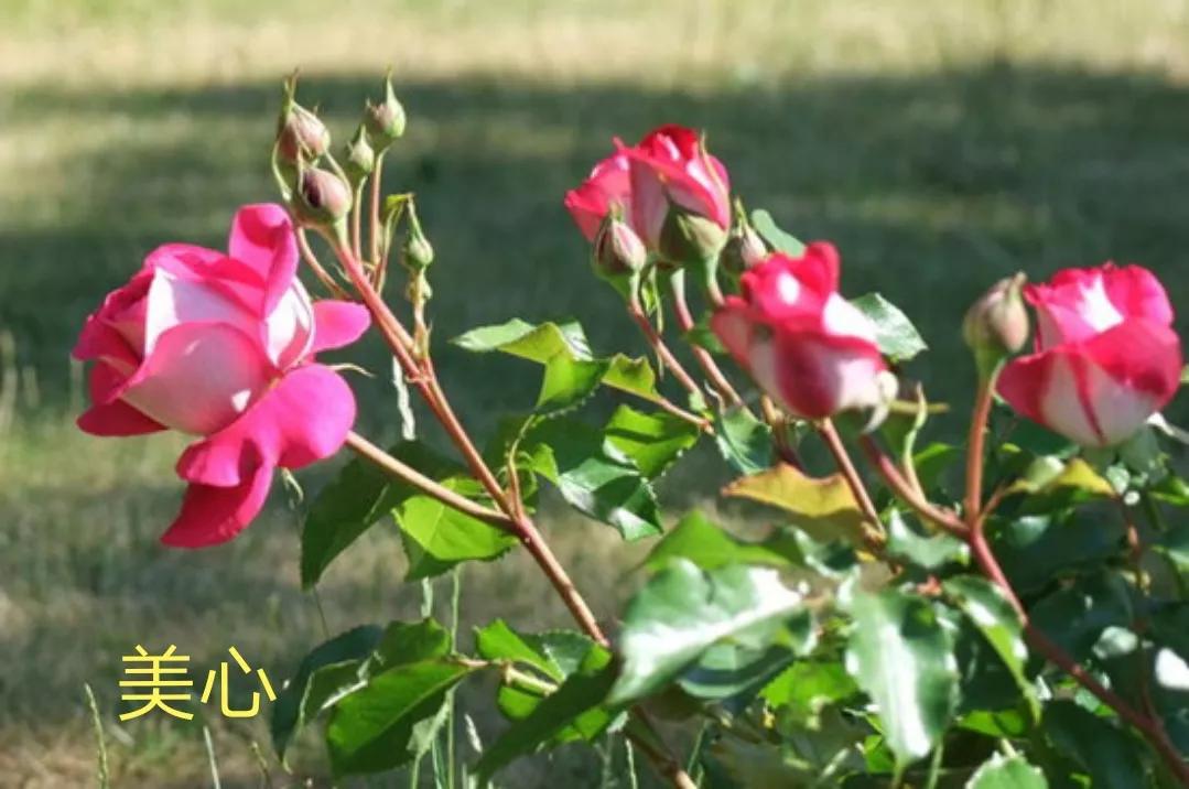 花店卖的切花月季品种,切花月季冬季修剪方法