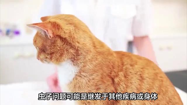 猫咪有虫怎么驱虫,猫咪体内驱虫是驱什么虫