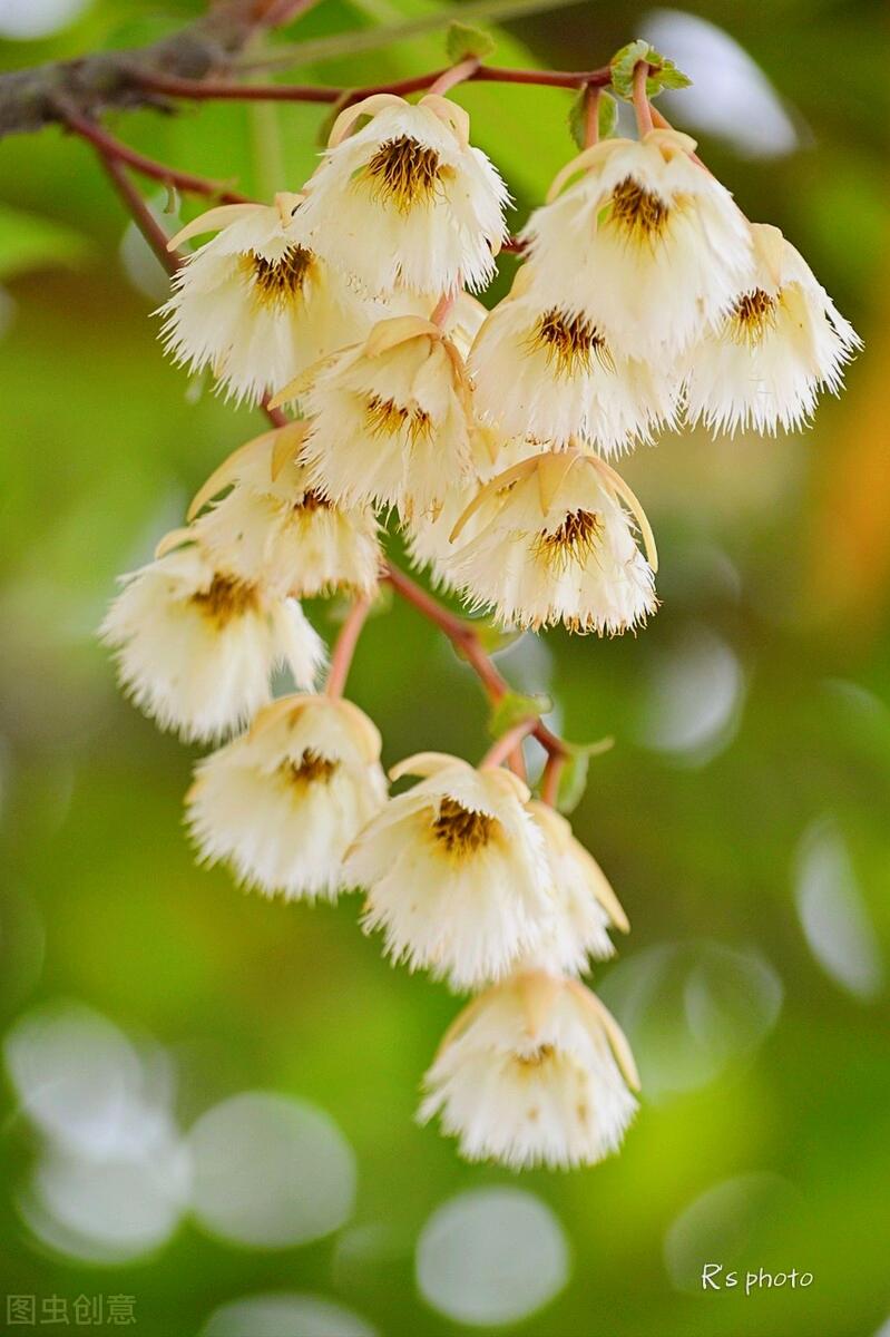 一花一叶最深情，万千*光春**花满园，花开惊艳时光，花香温柔岁月