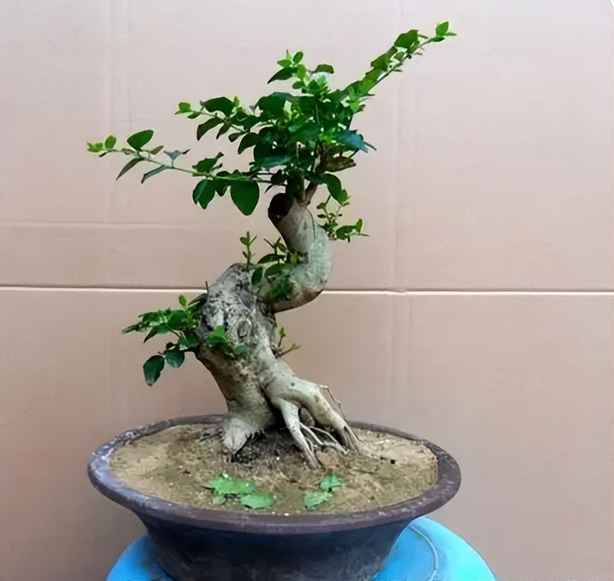 制作盆景的入门造型技巧,微型盆景掌上盆景规模化生产