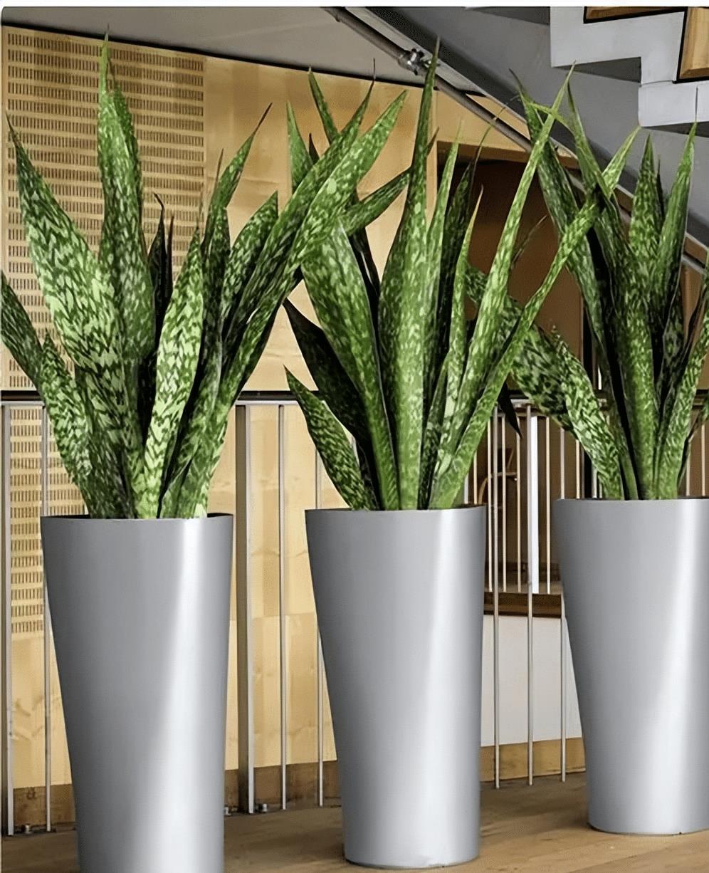 4种花很漂亮好养易活,4种花有阳光就爆盆