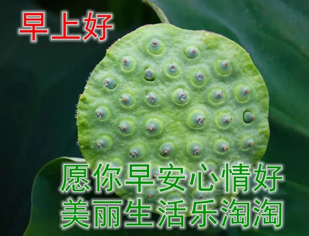 最新漂亮早上好问候图片鲜花带字,2023早上好问候语