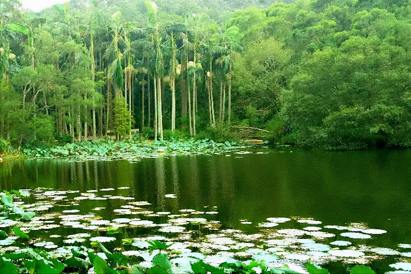 没去过厦门的，看了这一篇叫你了解厦门