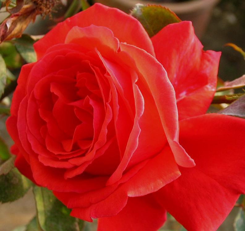 这四种月季颜值高刺又少新手必入,推荐8款高颜值月季