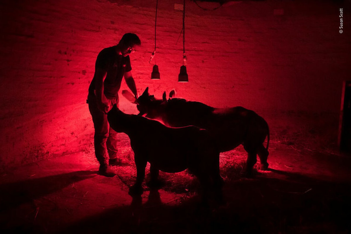 2019年最佳野生动物照片,2022年搞笑野生动物摄影作品