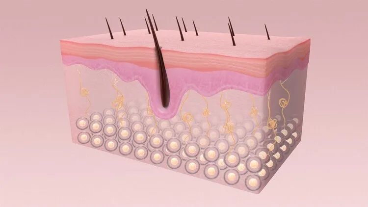 为啥有的人长“屁股毛”，而有的人却不长？为了健康，最好了解下