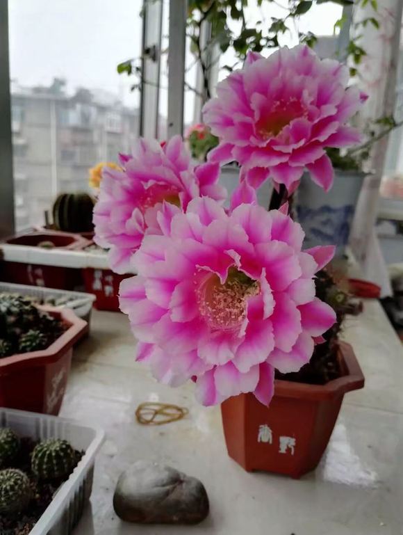 草球牡丹锦仙人球,大花彩草仙人球经典品种