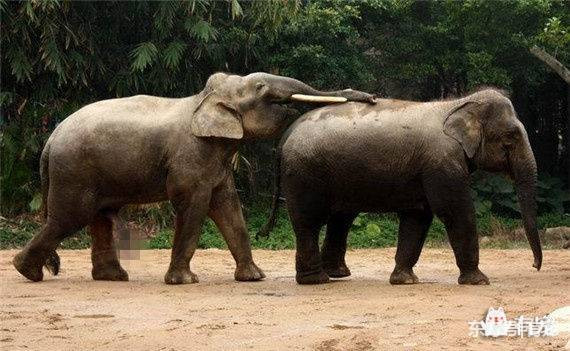 大象是如何进行交配的？
