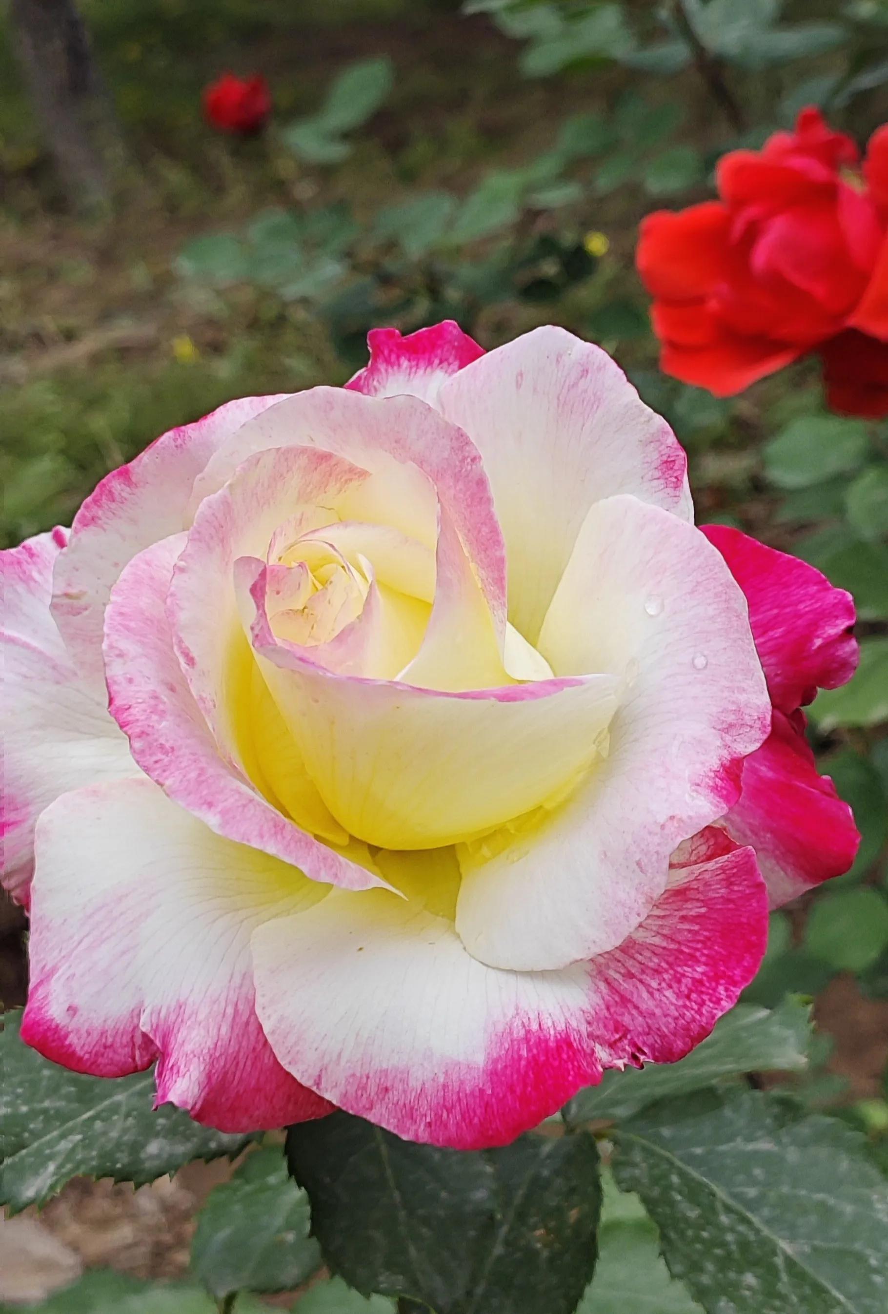 春天的月季花的描写,春天的月季花是什么颜色