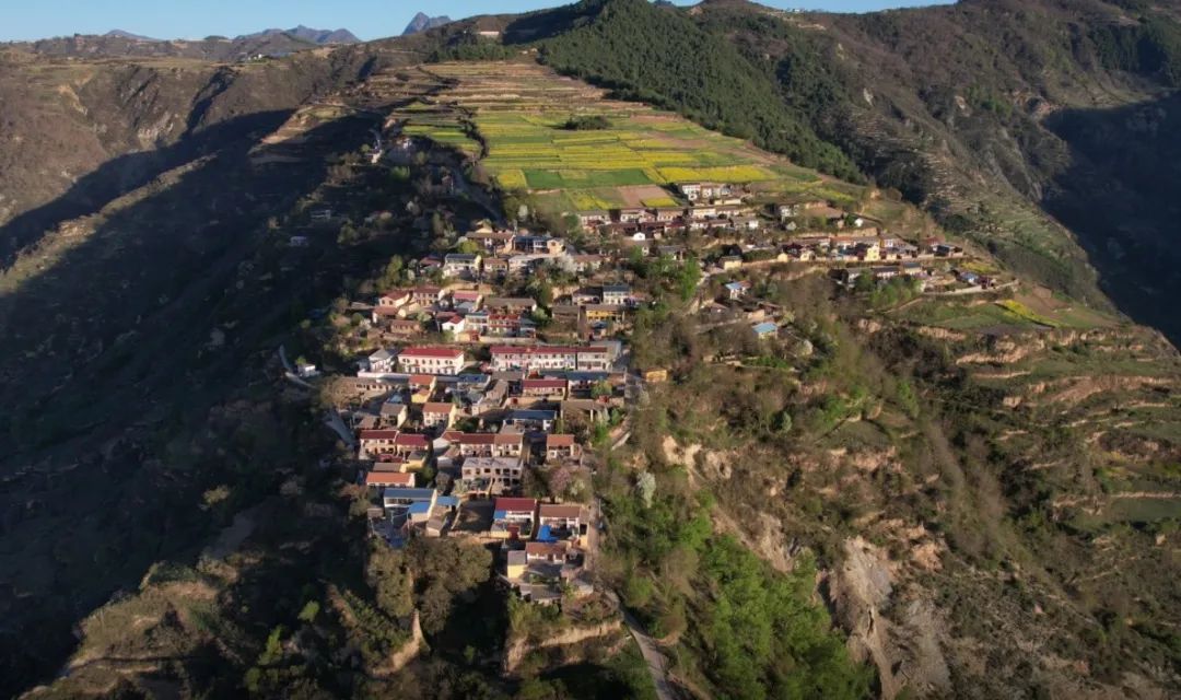 聚焦“1+6”产业丨舟曲八楞:机械化赋能中藏药材产业高质量发展