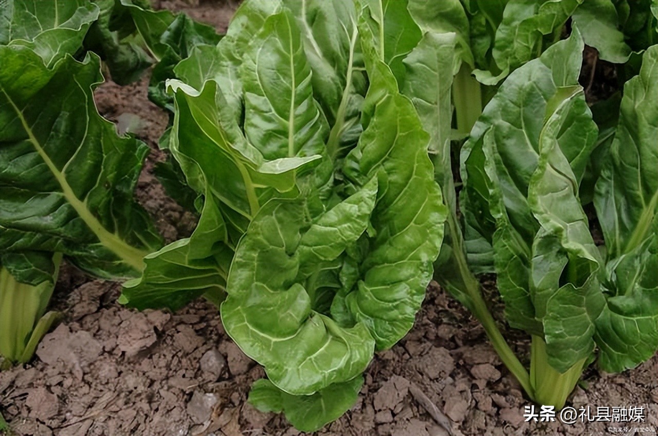 盘点6种南方“特有”的蔬菜,南方特有的蔬菜是什么菜