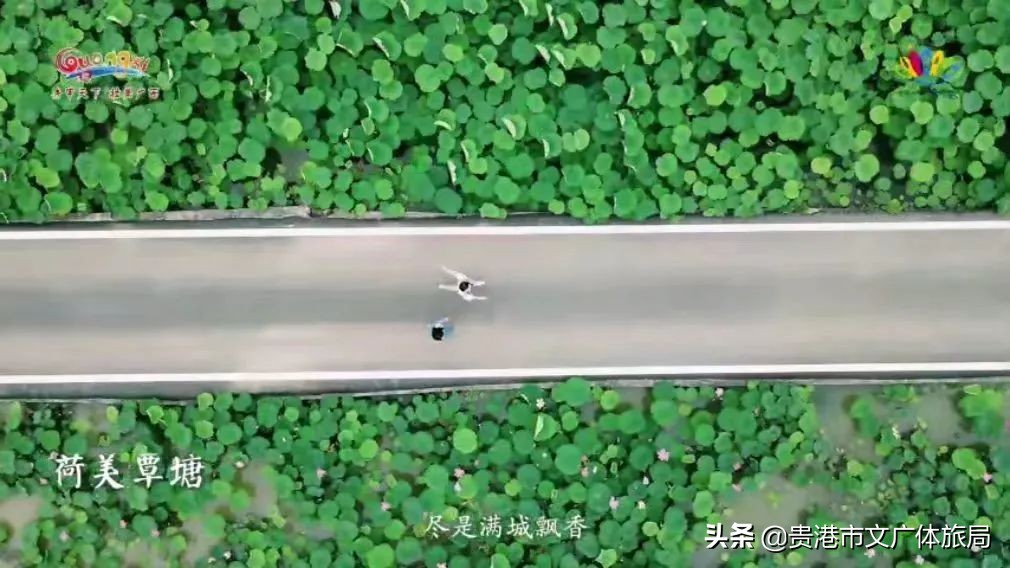 千年荷城贵港,一城夏天歌曲原唱