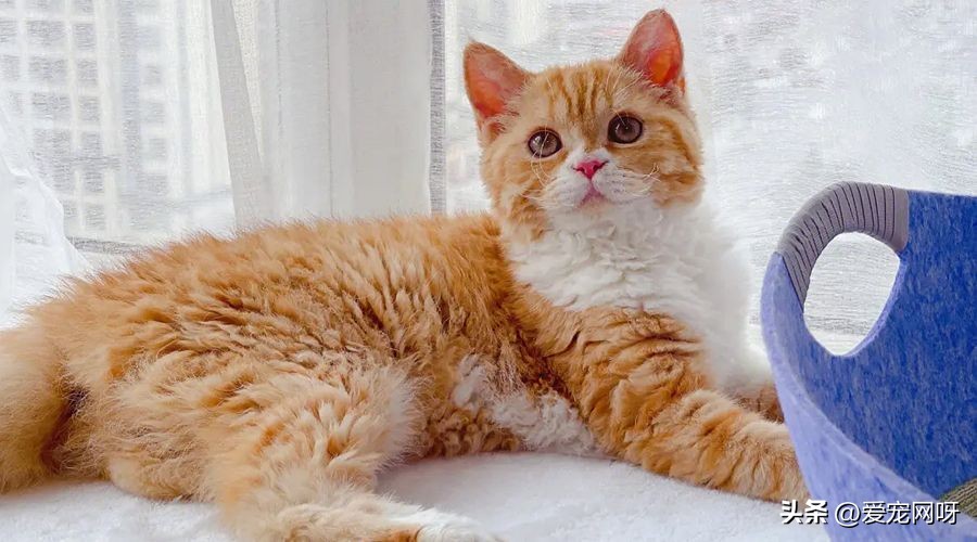 猫咪品种大全及图片,猫咪品种大全视频