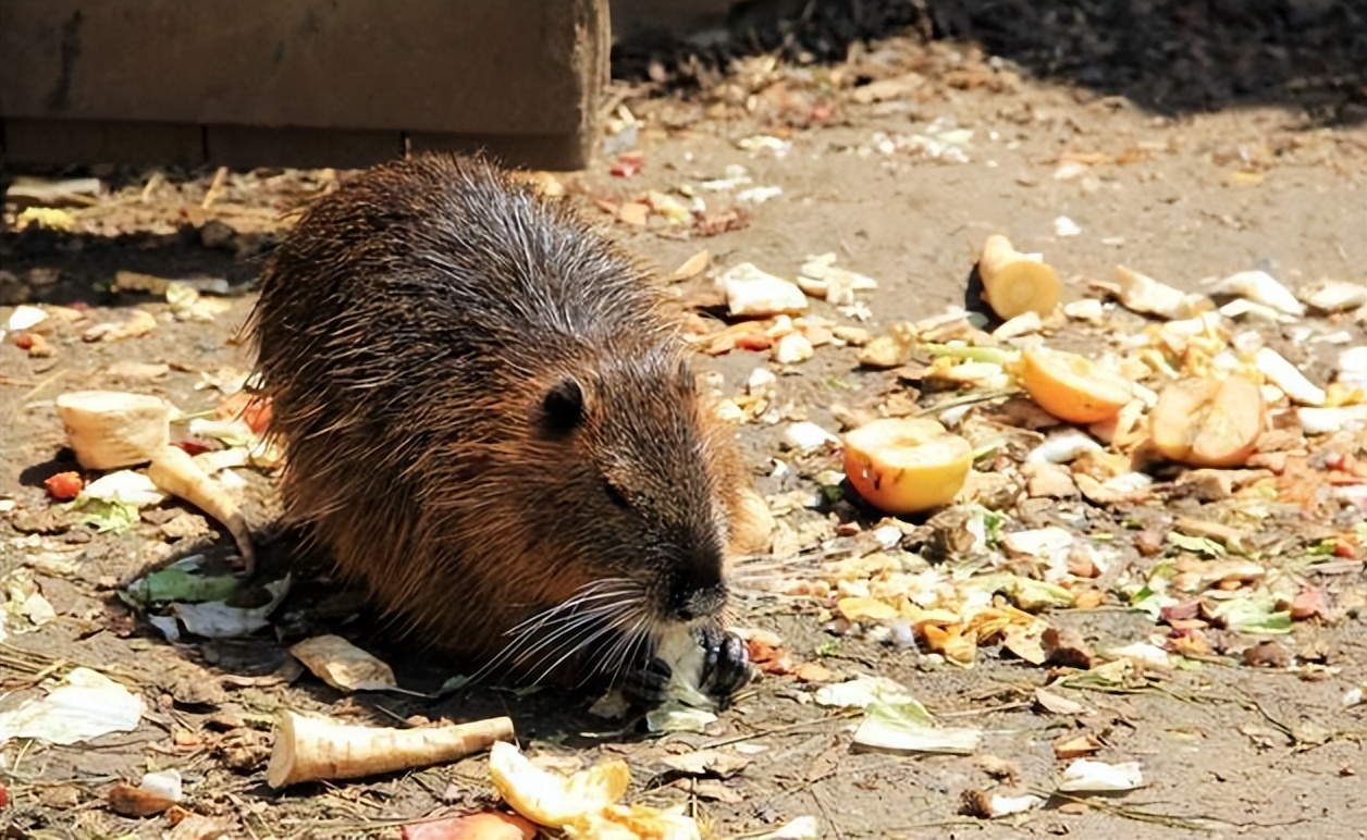 国内惊现巨型老鼠,上海巨型老鼠