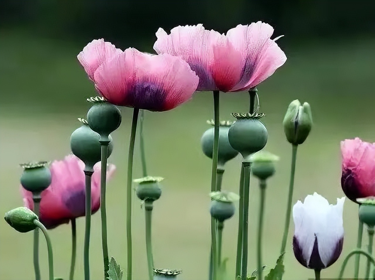 *粟罂**花,珍爱生命,远离*品毒**|花名册No.00076