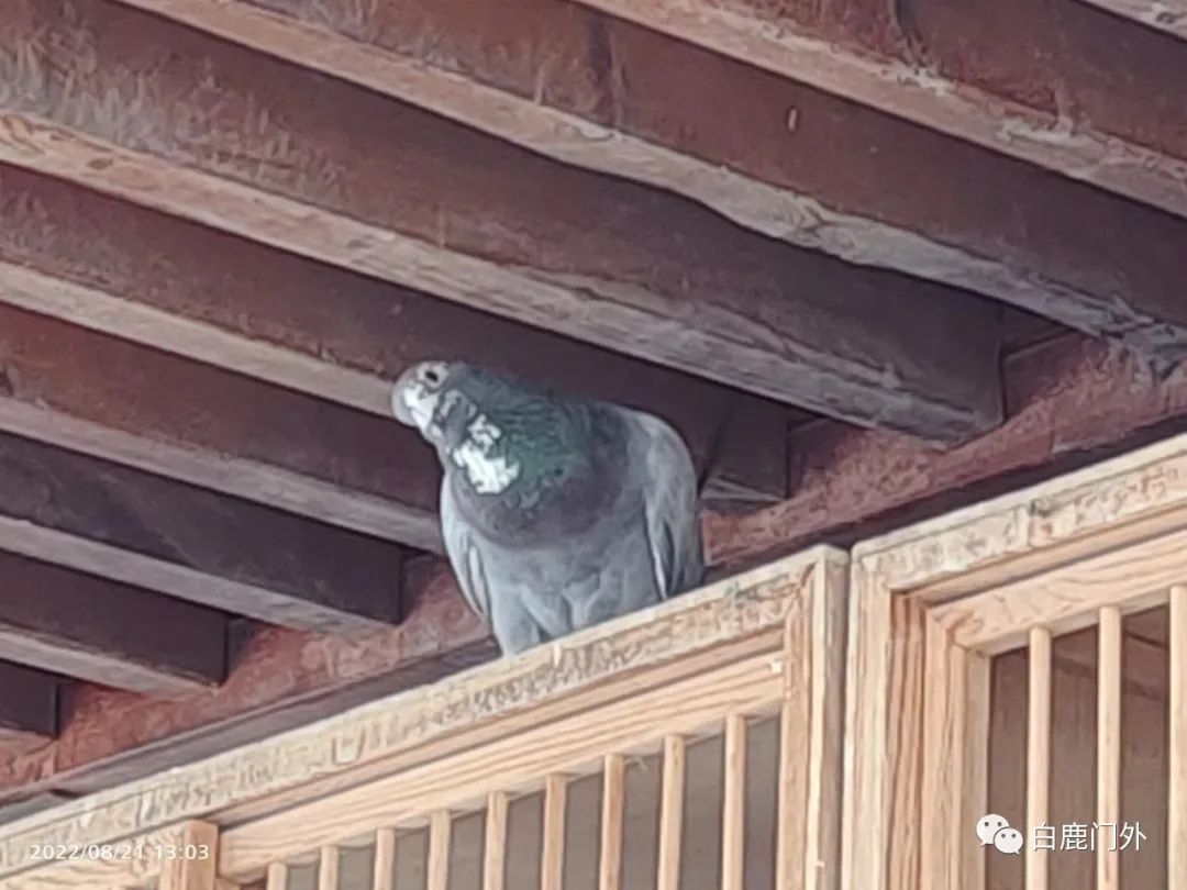 作文怎么写视频讲解,作文怎么写才能得高分