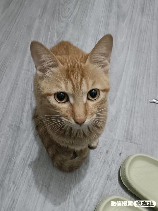 附近宠物店免费领养同城,猫狗领养平台免费赠送狗狗