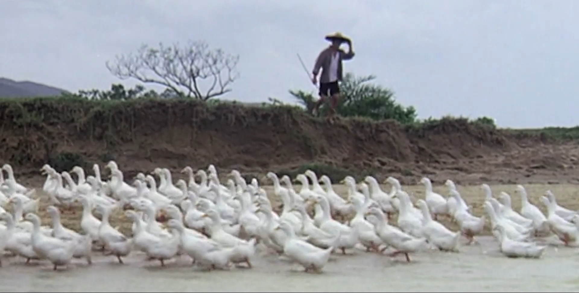赶鸭子的小伙子,赶鸭的小伙