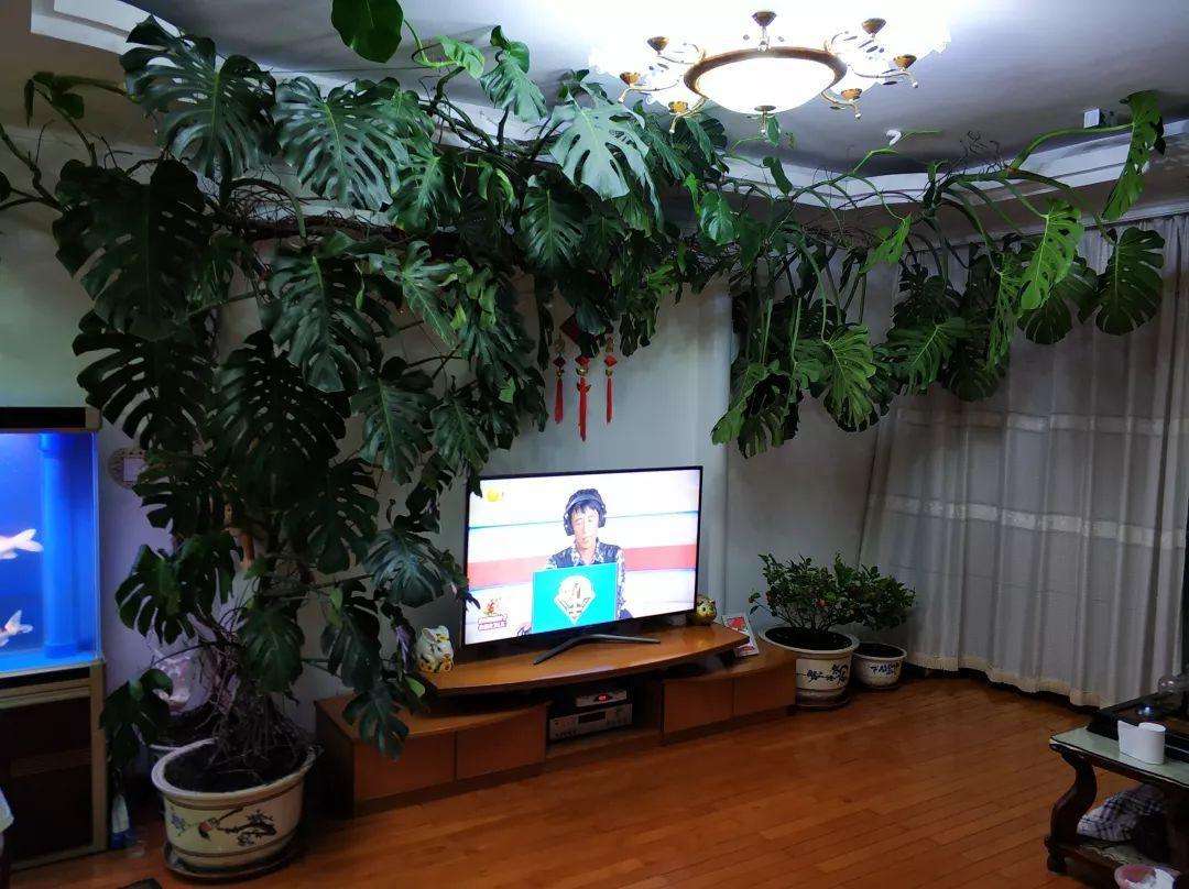 家里光照不足建议养这10种耐阴花,阴暗无光角落适合养什么花