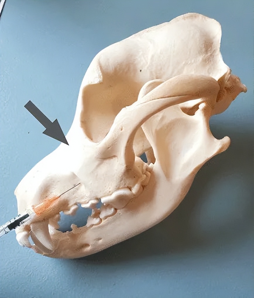 鐗欏懆鍙戠値鎬庝箞闀囩棝,鐗欏懆搴锋槸闀囩棝绫昏嵂鐗╁悧