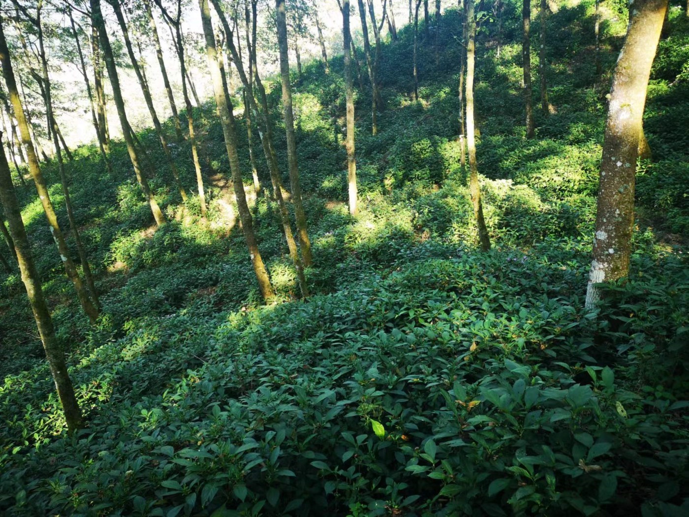 驻村工作队脱贫致富,花溪区一个驻村干部的致富金点子
