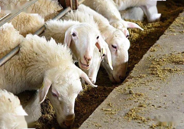 羊羔拉稀的原因是什么,初生羊羔拉稀该怎么治疗