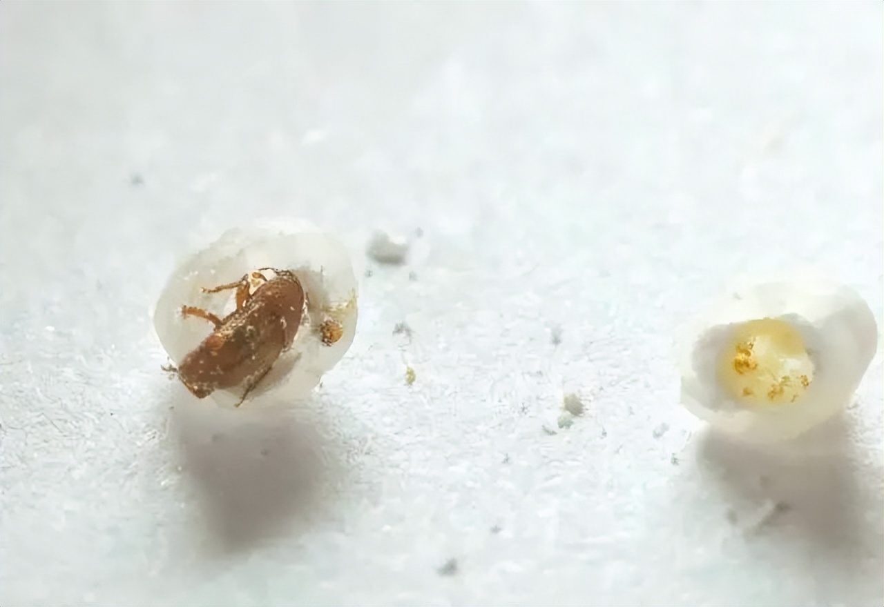 米放进密封盒为什么还是生虫,米如何存放不会生虫