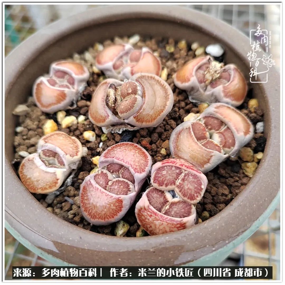 生石花好养吗怎么养护的,生石花的养殖方法和注意事项