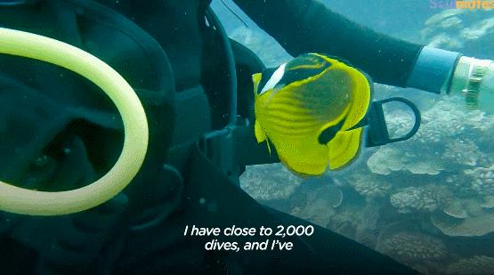 国外美女姐姐海里偶遇一只小鱼，竟引发神奇友谊！网友：前世情人