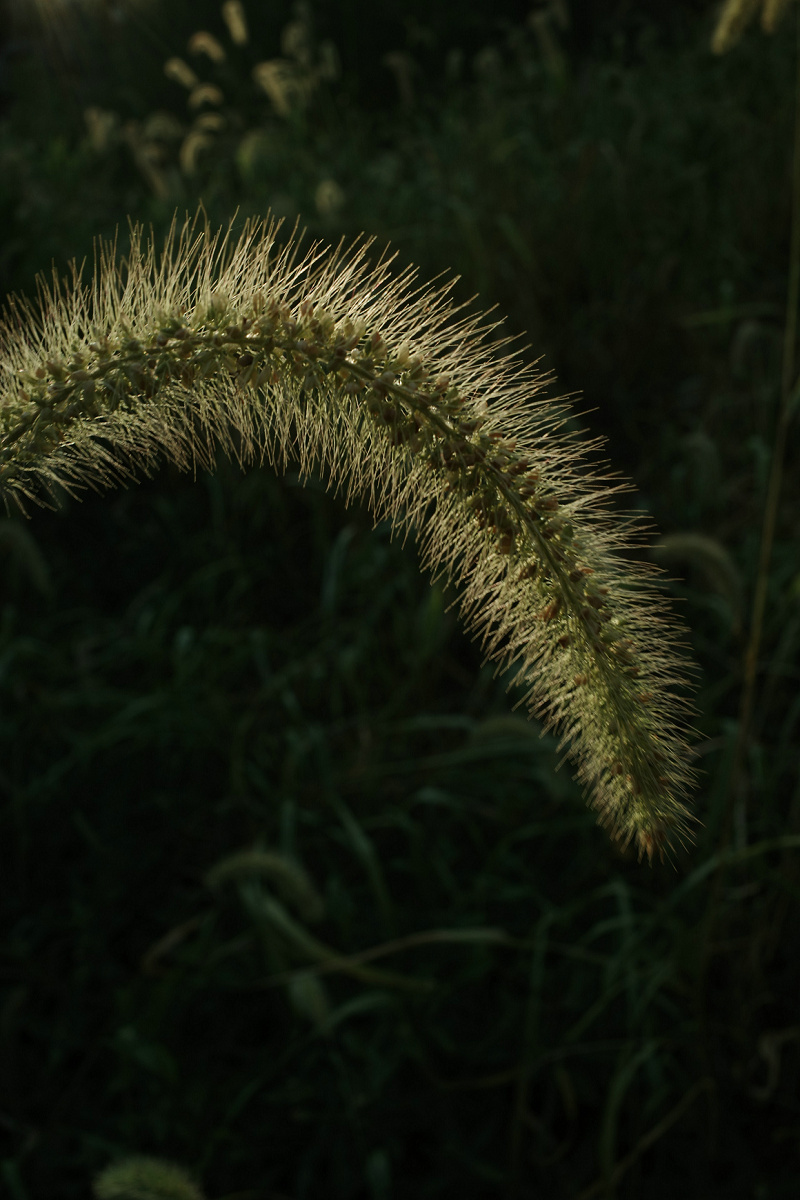 理光gr3微距放大倍率,理光gr3微距为什么是模糊的