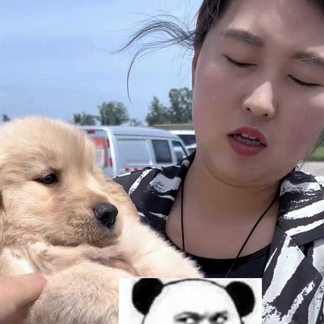 农村狗市大型犬金毛,3000左右的金毛犬舍